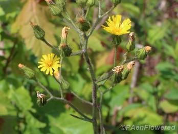 Plant in flower